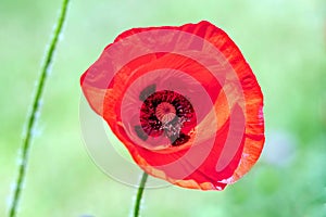 Red poppy blooms on the field as a symbol on the day of remembrance of those killed in the First and Second World Wars.