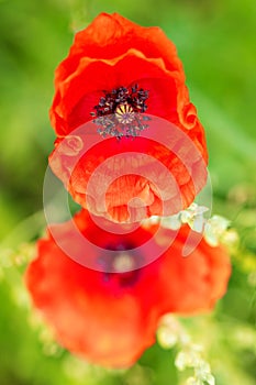 Red poppy blossom background, papaver flower at the heyday photo