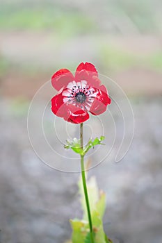 Red poppy blossom on a blurry background
