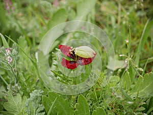 Red poppy blossoming in sprin. green grass background. Sunny day. It`s spring. March. photo