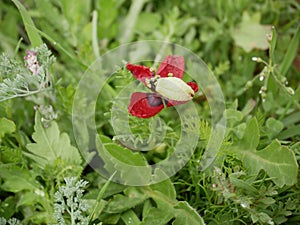 Red poppy blossoming in sprin. green grass background. Sunny day. It`s spring. March. photo