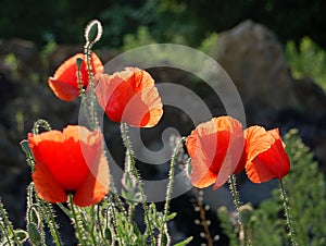 Red poppy blossoms