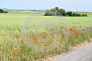 red poppy and blue corn flowers in oilseed fields at the roadside