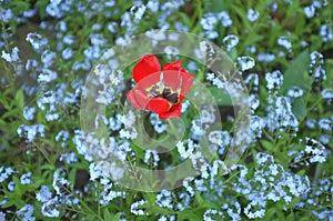 Red poppy and blue forget-menots