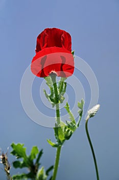 Red poppy on blue sky background