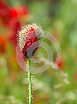 Red poppy bud