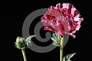 Red poppy bud isolated black copyspace