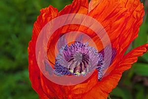 Red Poppy bud shined