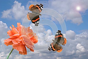 Red poppy and butterflies