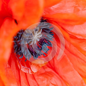 Red poppy close macro shot flower papaver rhoeas square