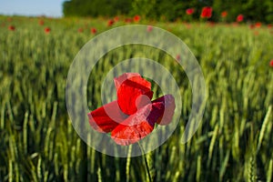 Red poppy close-up against a wheat field