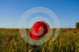 Red poppy close-up against a wheat field