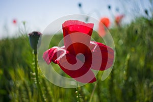 Red poppy close-up against a wheat field