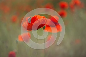 Red poppy close-up on a blurry green background with a copy of the space. a butterfly Cupidinidae sits on a poppy