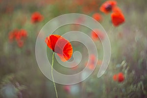 Red poppy close-up on a blurry green background