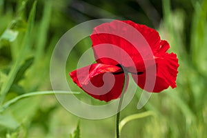 Red poppy close-up, wild flower in the garden. Floral wallpaper, background. Green grass backdrop
