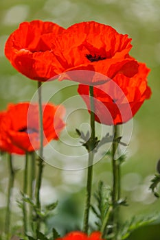 Red poppy closeup
