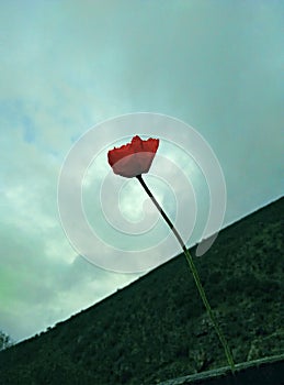 A red poppy on a cloudy background