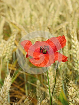 Red Poppy in Cornfield