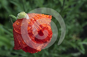 A red poppy is covered with drops of water after rain.
