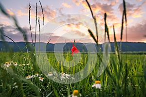 Red Poppy and Daisy Flowers in Green Wheat Fields at Sunset