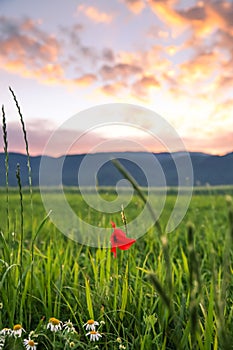 Red Poppy and Daisy Flowers in Green Wheat Fields at Sunset