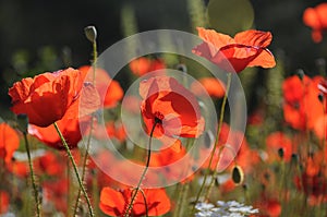 Red poppy dangled gently in the wind