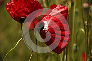 Red poppy dangled gently in the wind