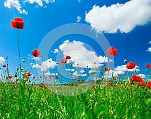 Red poppy field