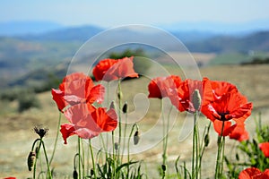 Red poppy field