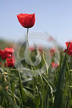 Red poppy field