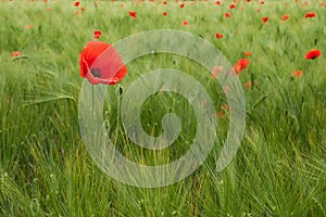 Red Poppy in the field