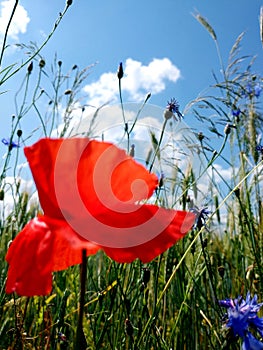 red poppy field