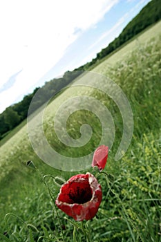 Red poppy in field