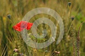 Red poppy in the field
