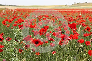 Red poppy field