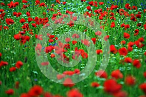 Red Poppy field