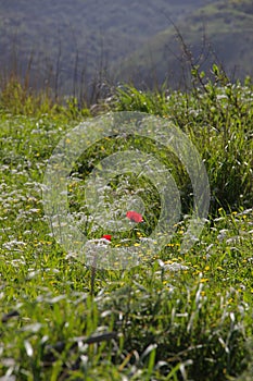 Red poppy in a field