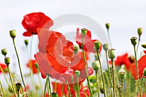 Red poppy field
