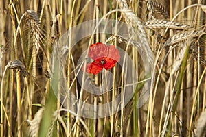 Red poppy in a field of barley in summer.