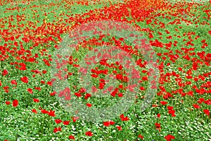 Red poppy field in bloom photo