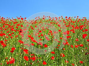 Red poppy field by clear blue sky, summer season landscape