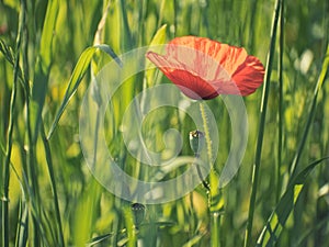 red poppy field desaturated photo