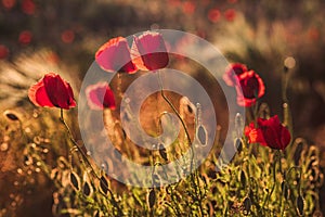 Red poppy field at golden hour sunset