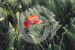 Red poppy in the field with green grass and wheat