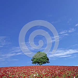 Red poppy field and lone tree