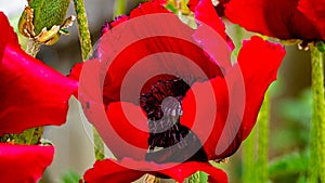 Red poppy in field macro
