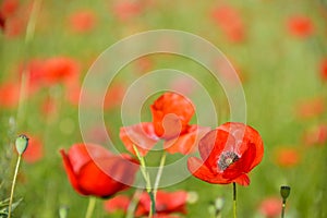 Red poppy in a field of poppies