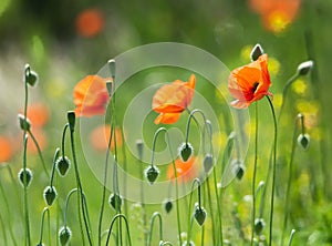 Red poppy field at sunny day.