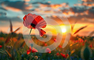 Red poppy in the field at sunset